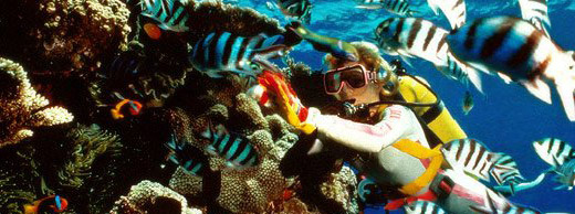 Red Sea Diving Sites Elphinstone Reef