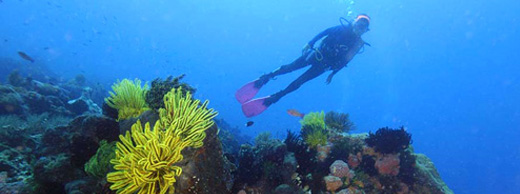 Red Sea Scuba Diving Holidays